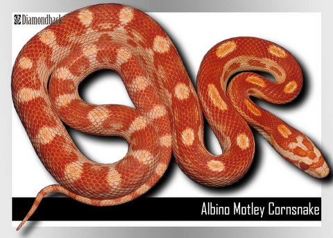 Albino Motley Cornsnake